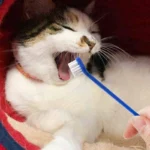 50 Piece Cat Dog Pet Toothbrush Set Double Headed Convenient Finger Brushes For Safe Dog Cat Care - Image 3